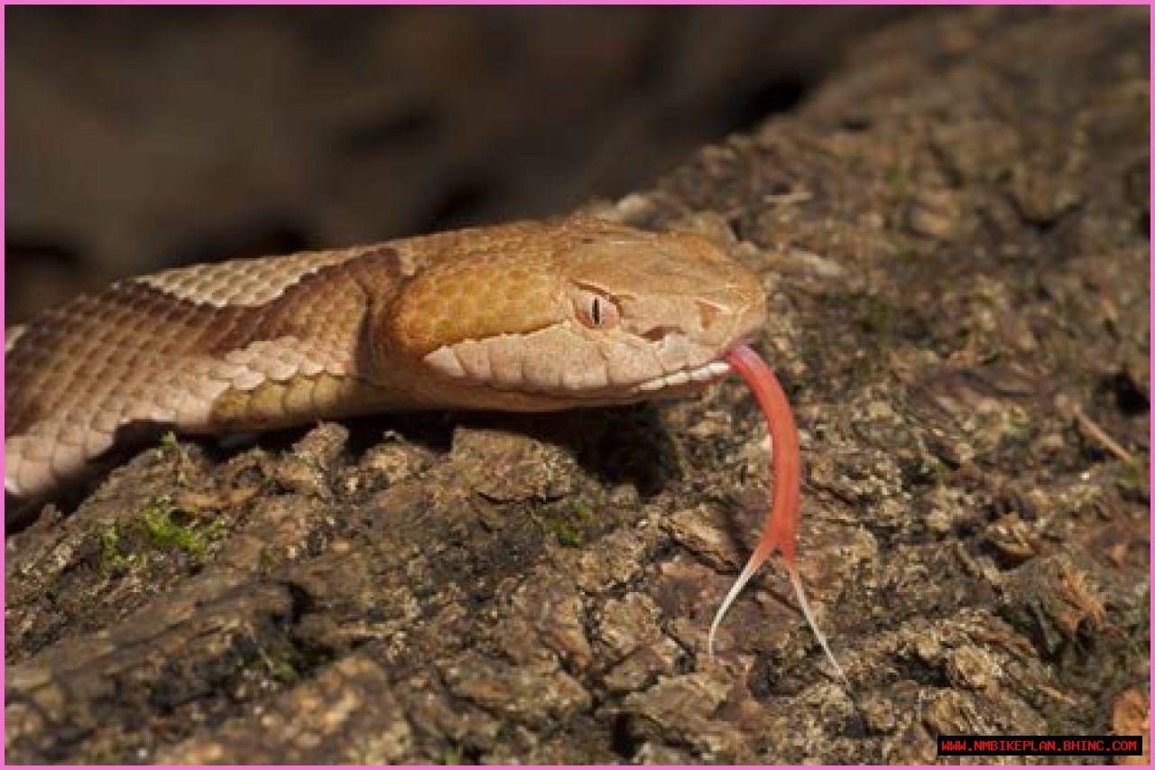 5-Year-Old Child Gets Bitten by Copperhead — Best Life