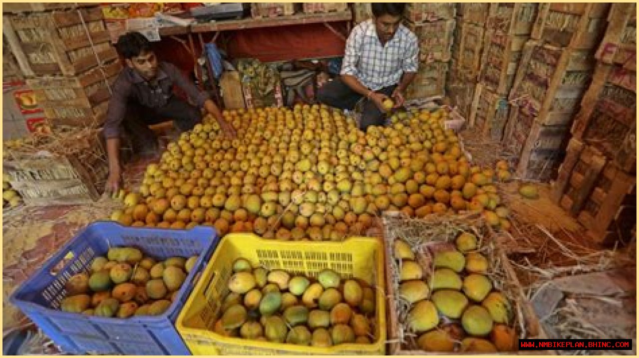 India’s annual mango harvest hit by damaging storms | Business and Economy
