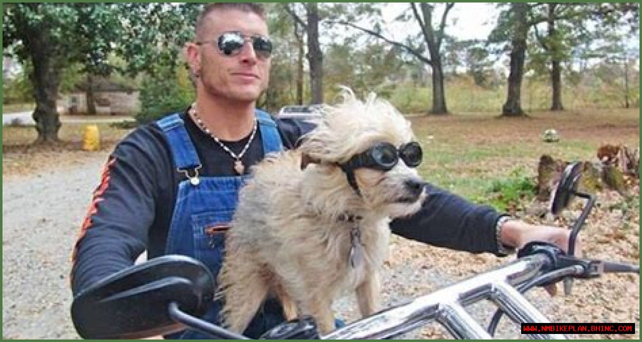 Is Cutie Pie on 'Moonshiners' Still Alive? An Update on Josh's Dog
