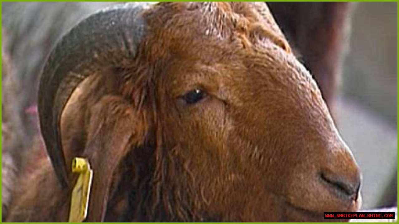 No Eid meat for Egypt’s poor | Business and Economy