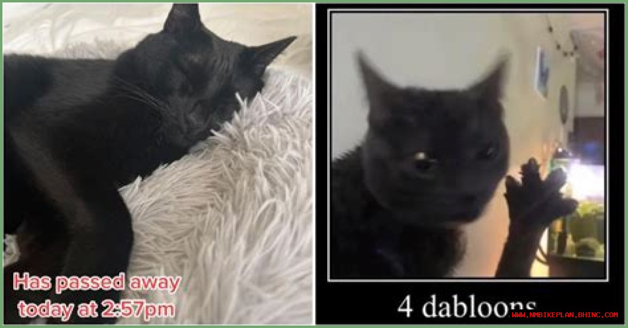 The Cat From the Dabloons Memes Has Passed Away