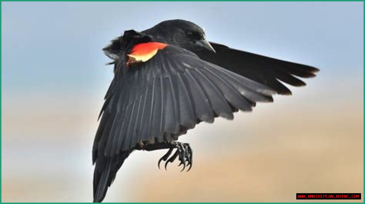 Why US bird attacks on humans are on rise
