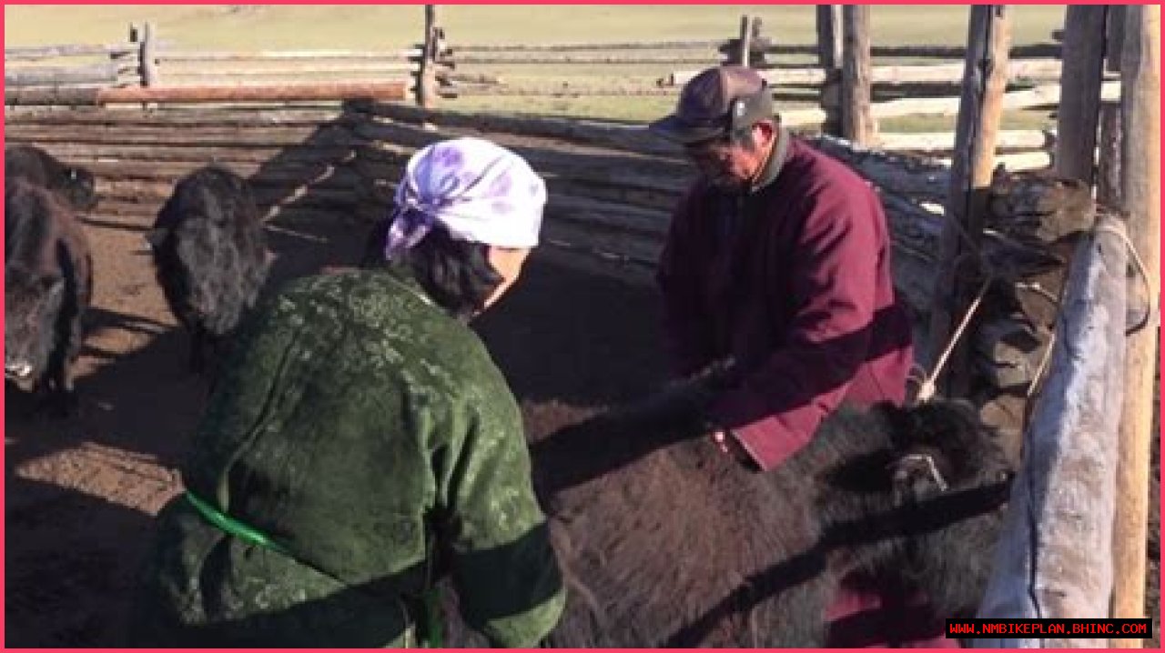 Yak fur spins profits for Mongolian herders | Business and Economy